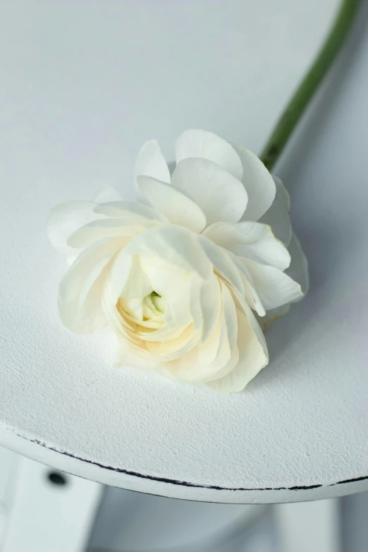 a single white flower sitting on top of a white table, lightweight, exquisite and smooth detail, in detail