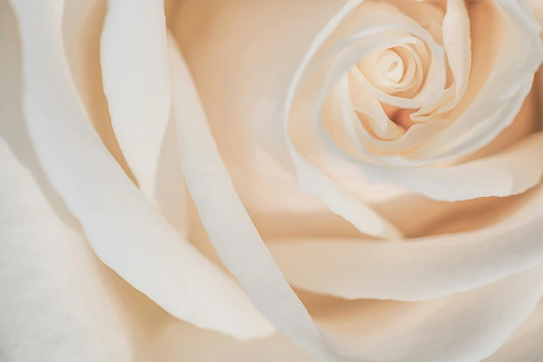 a close up of a white rose flower, a macro photograph, by Carey Morris, trending on unsplash, romanticism, light blush, roses background, soft light - n 9, alessio albi