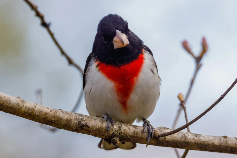 a small bird sitting on top of a tree branch, a portrait, by David Garner, pexels contest winner, orange red black white, rounded beak, white male, minn