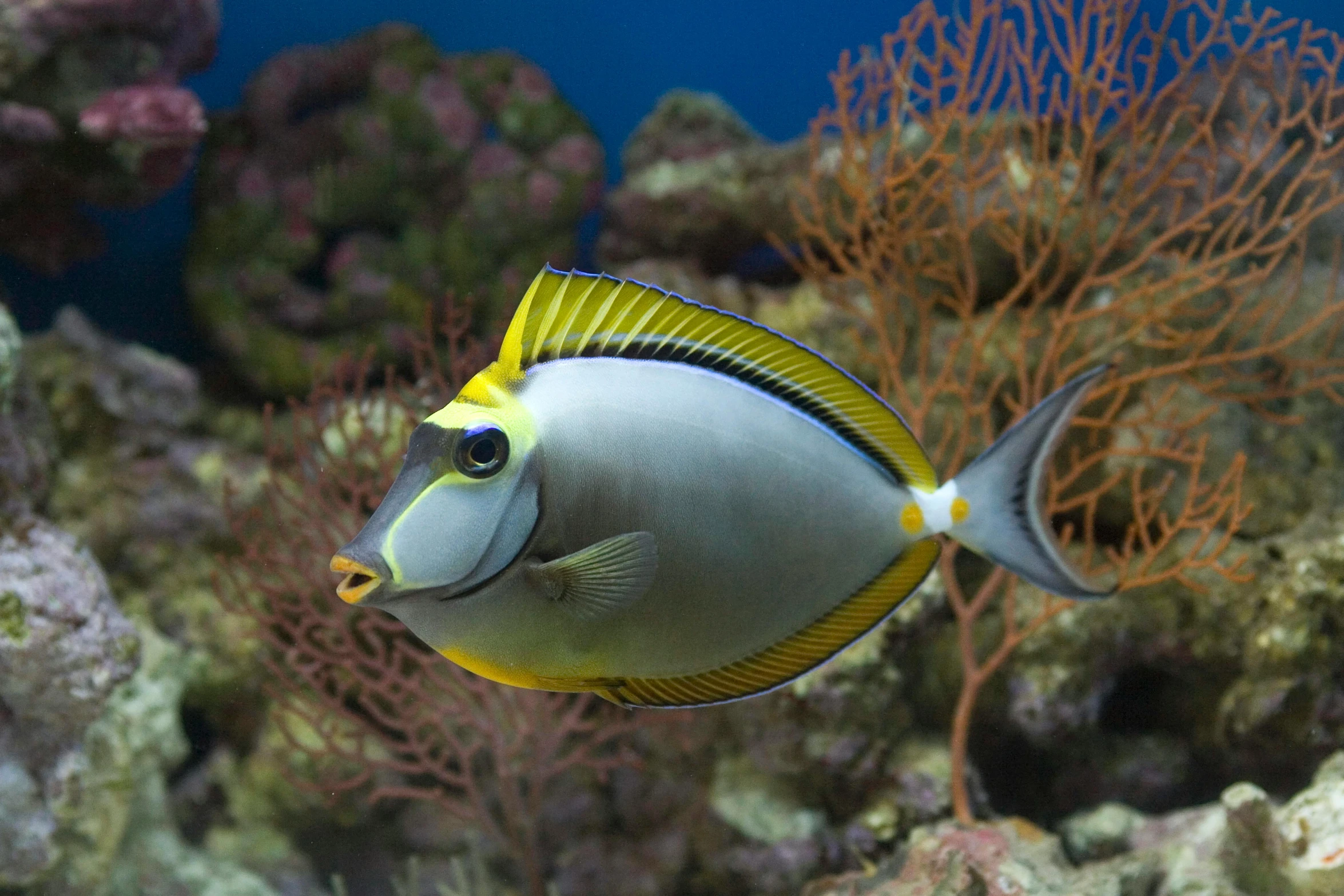 a close up of a fish in an aquarium, middle of the ocean