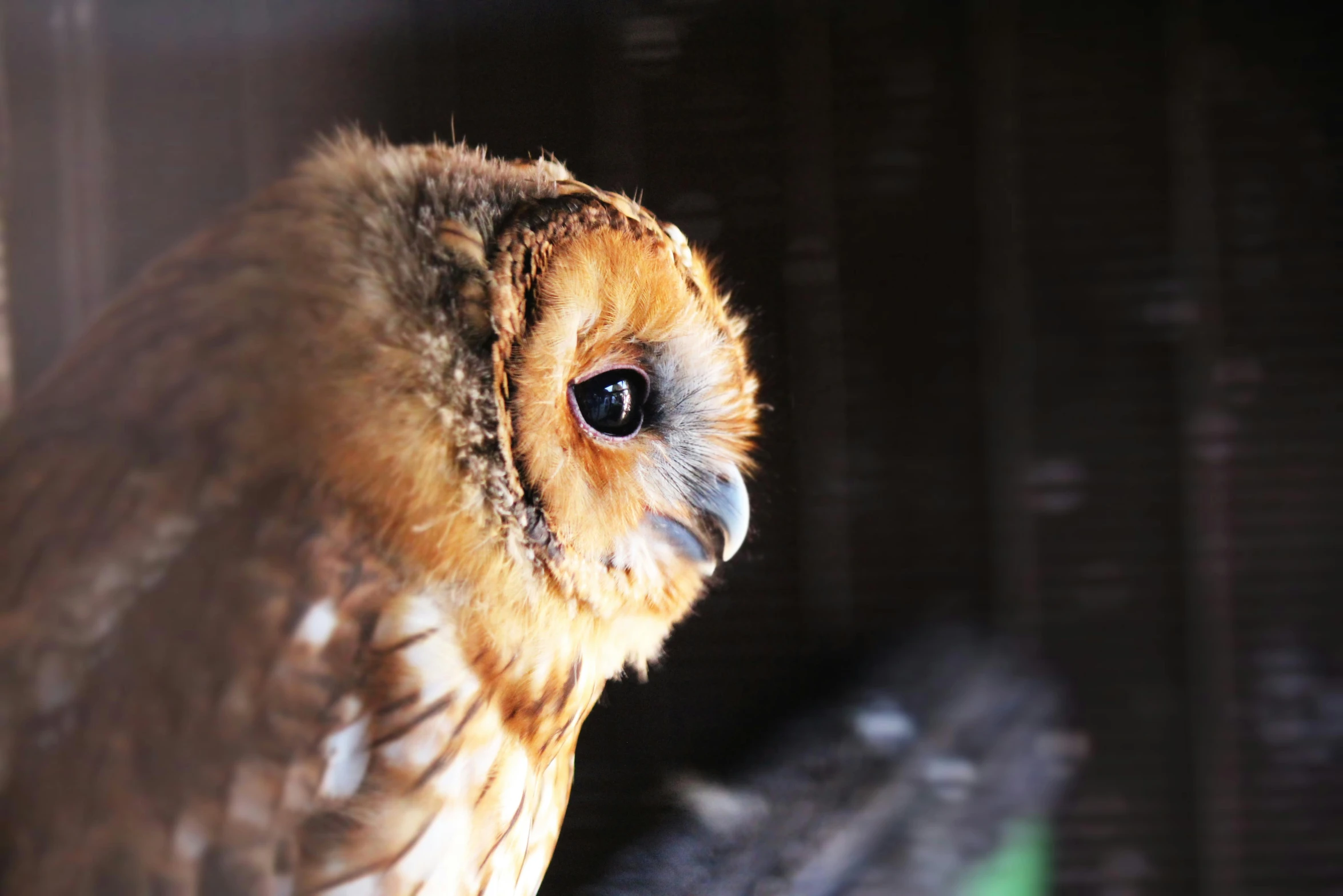 a close up of an owl in a cage, pexels contest winner, hurufiyya, looking in the window, lit from the side, a wooden, an olive skinned