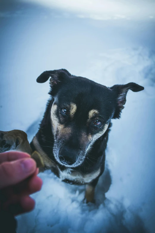 a close up of a person holding a dog in the snow, by Jaakko Mattila, pexels contest winner, very big eyes, having a snack, black, blue