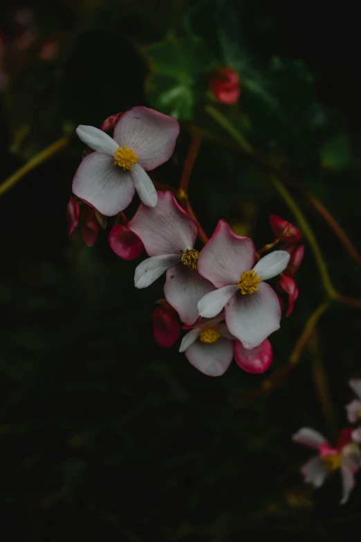 pink and white flowers against a dark background, unsplash, multiple stories, flowering vines, after rain, background image