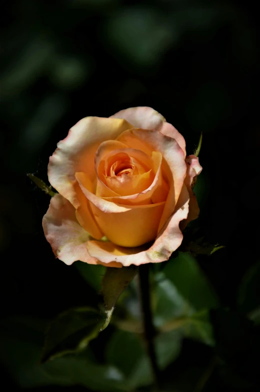 a single rose blooming in the dark, pexels, pale orange colors, paul barson, slide show, photoreal elegant