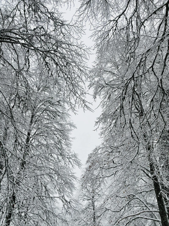 a group of people riding skis down a snow covered slope, by Jaakko Mattila, visual art, tree branches intertwine limbs, perfect symmetrical image, road between tall trees, looking upwards