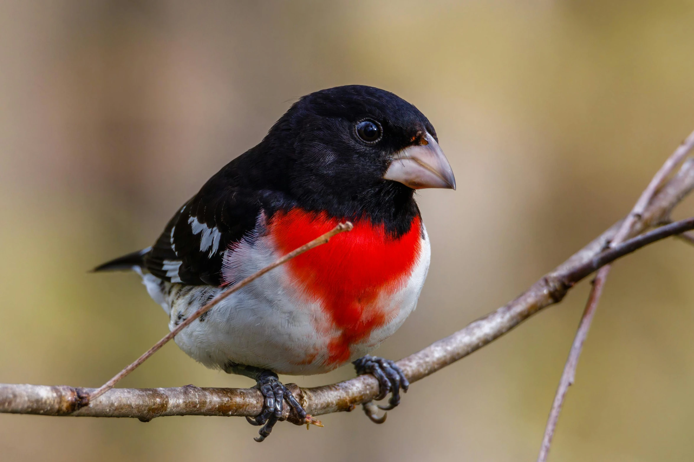 a small bird sitting on top of a tree branch, a portrait, trending on pexels, red white and black, australian, rounded beak, mullet