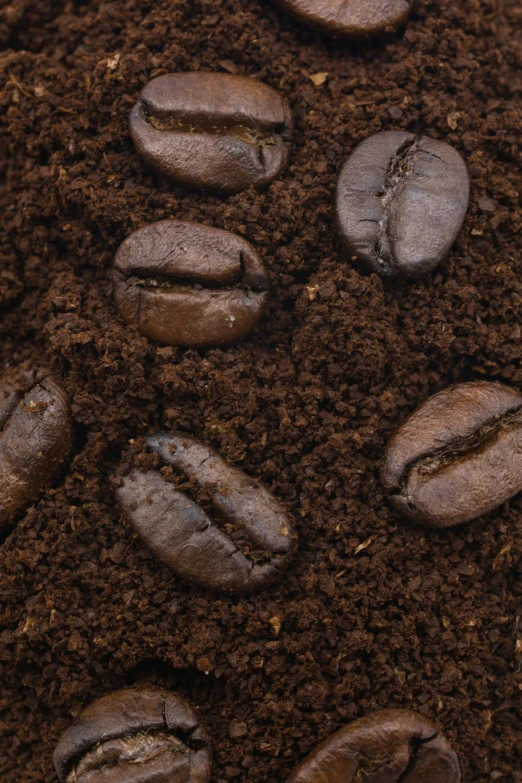 a pile of coffee beans sitting on top of a pile of dirt, detailed product image, zoomed in, lush, multi-part