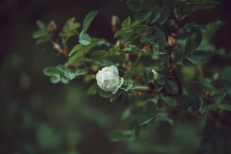 a white flower sitting on top of a leaf covered tree, inspired by Elsa Bleda, unsplash, rococo, rose twining, high quality image”, shot on hasselblad, outdoor photo