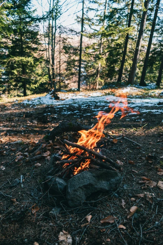 a campfire in the middle of a forest, profile image