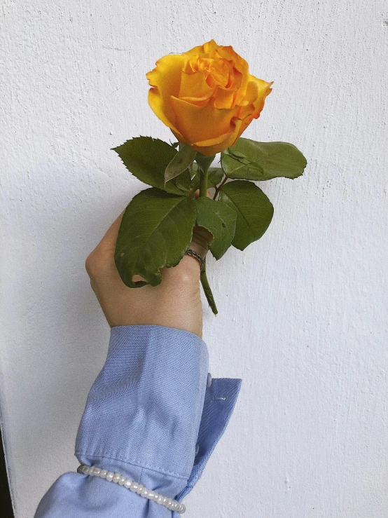 a person holding a yellow rose in their hand, wearing a light blue shirt, dark blue + dark orange, striking pose, no cropping