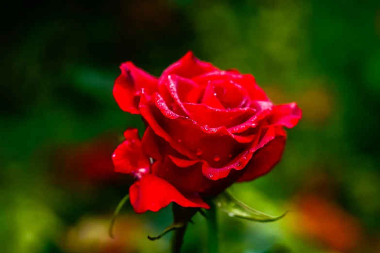 a single red rose with water droplets on it, by Reuben Tam, pexels contest winner, fan favorite, in red gardens, 4 k smooth, red emerald