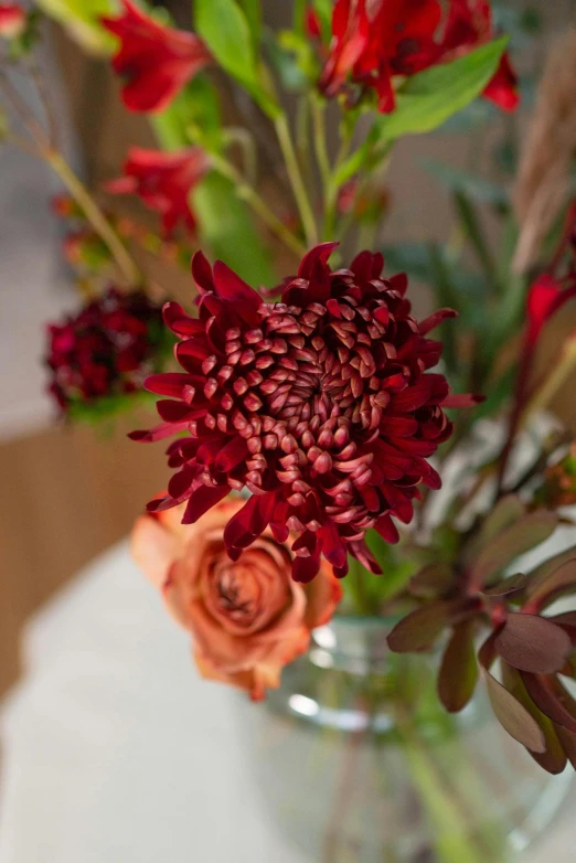 a vase filled with red flowers on top of a table, close up details, puce and vermillion, coxcomb, product display photograph