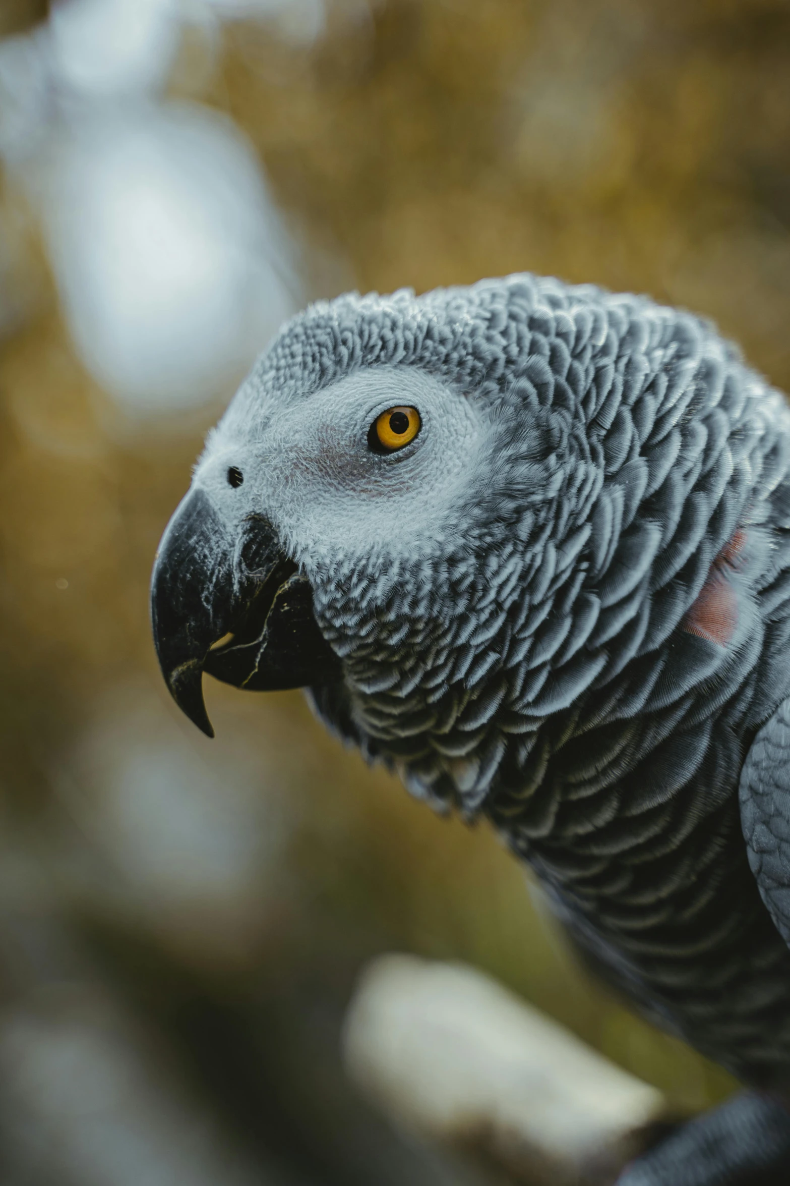 a parrot sitting on top of a tree branch, a portrait, pexels contest winner, baroque, solid grey, closeup of face, fluffy neck, today's featured photograph 4 k