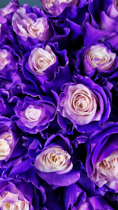 a close up of a bouquet of purple roses, inspired by Violet Fuller, violet and aqua neon lights, mesmerising, ((purple)), creamy