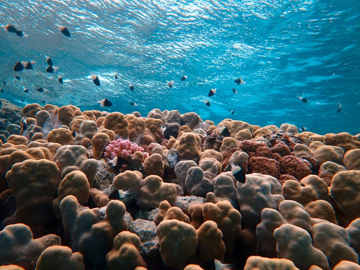 a group of fish swimming over a coral reef, by Carey Morris, pexels contest winner, bubbling skin, sustainable materials, looking out at a pink ocean, red sea