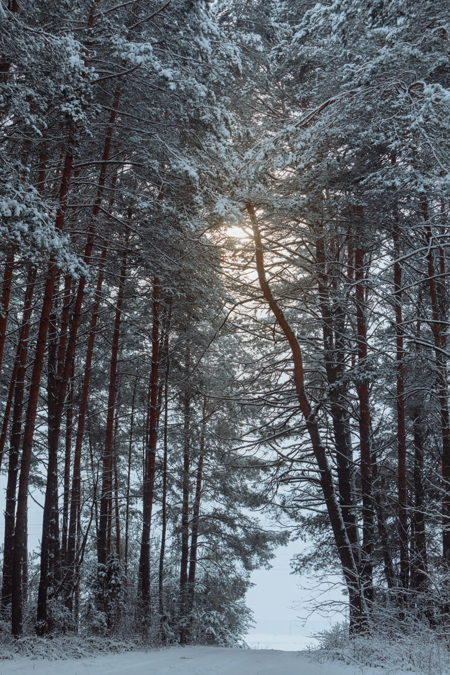 the sun is shining through the trees in the snow, inspired by Ivan Shishkin, unsplash contest winner, paul barson, pine, f / 2 0, new hampshire