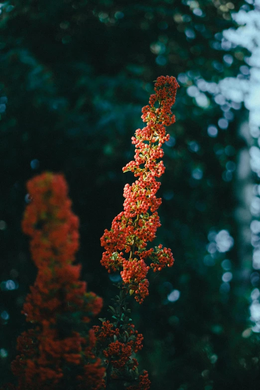 a bunch of red flowers sitting on top of a lush green field, inspired by Elsa Bleda, unsplash, australian tonalism, a tall tree, shades of aerochrome gold, close-up photo, orange plants