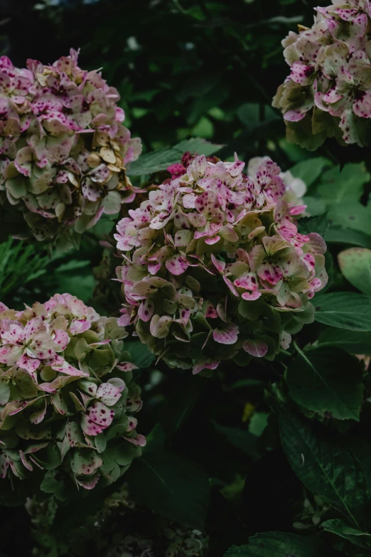 a bunch of flowers sitting on top of a lush green field, a colorized photo, unsplash, baroque, hydrangea, faded pink, dark, made of flowers and leaves