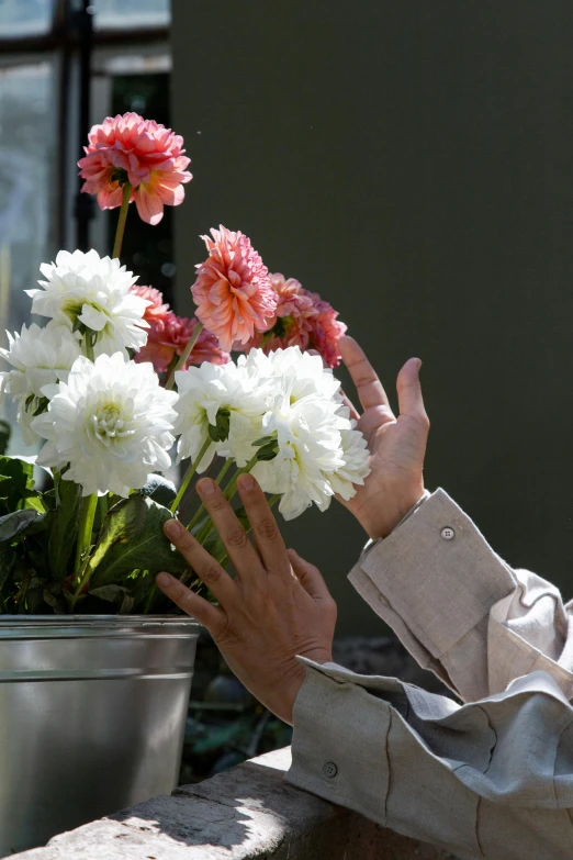 a person touching a potted plant with white and pink flowers, by David Simpson, waving hands, dahlias, high-resolution photo, holding his hands up to his face