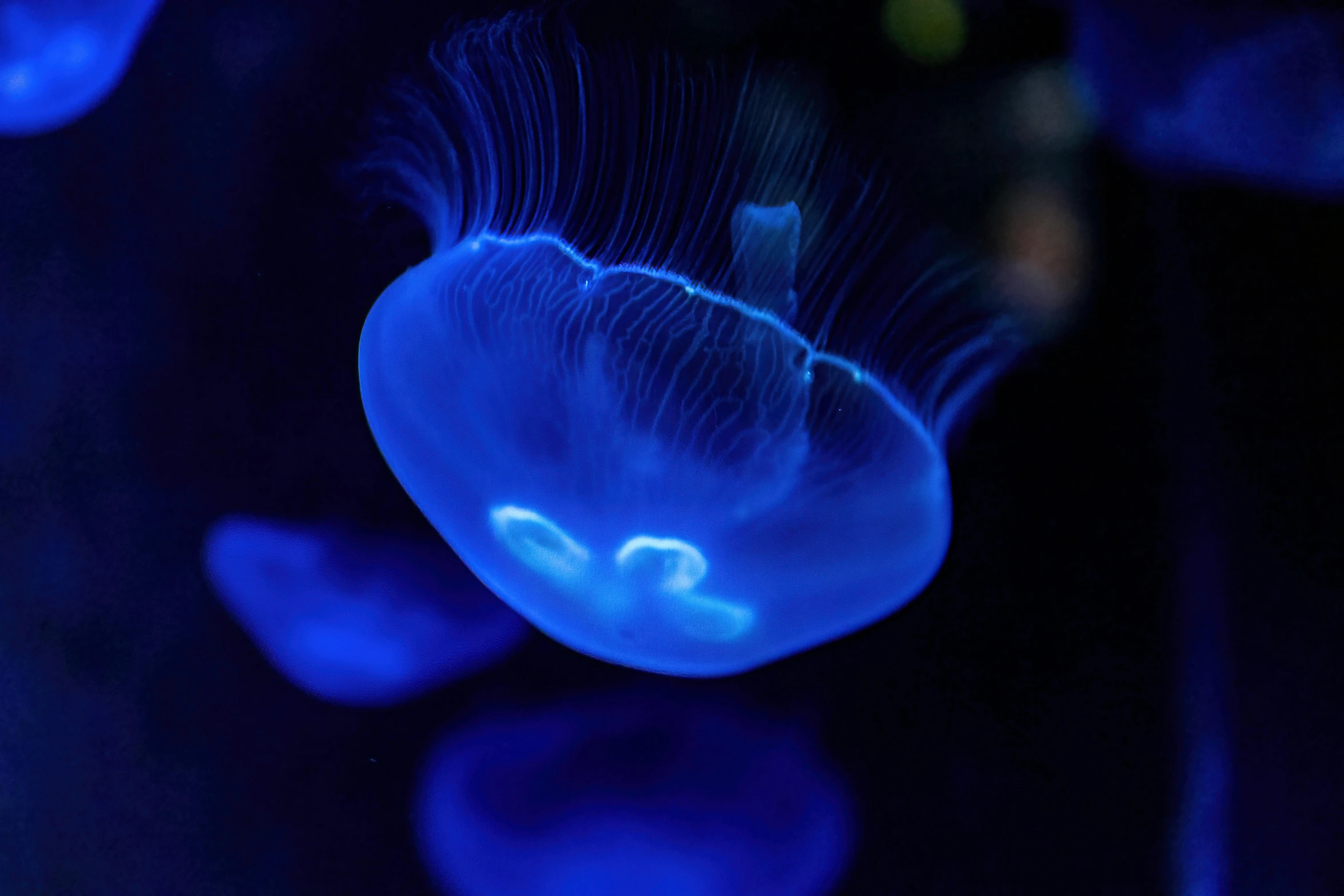 a group of jellyfish swimming in an aquarium, by Adam Marczyński, pexels contest winner, holography, dark blue neon light, dynamic closeup, 2022 photograph, smooth bioluminescent skin