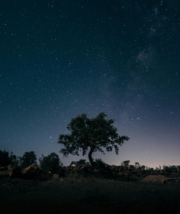 a lone tree is silhouetted against the night sky, an album cover, unsplash contest winner, quixel megascans, looking towards camera, distant photo, the milk way up above