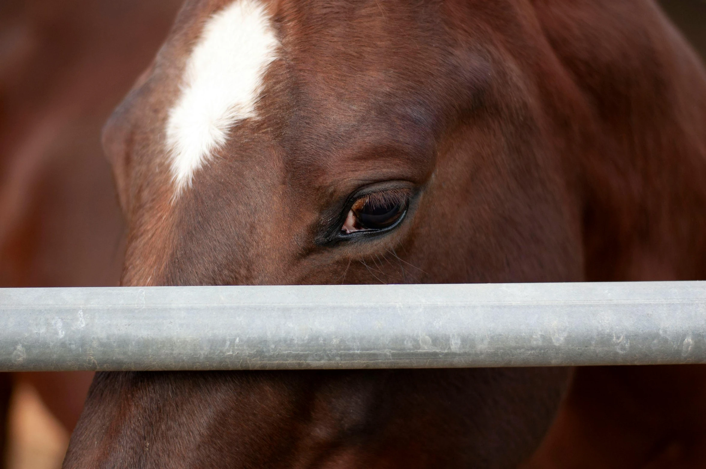 a close up of a horse behind a fence, wide nostrils, still photograph, colour photograph, birdseye view