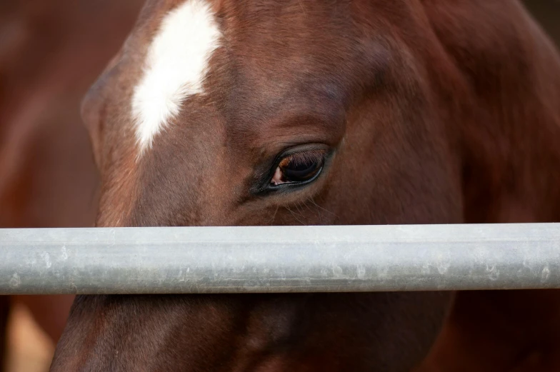 a close up of a horse behind a fence, wide nostrils, still photograph, colour photograph, birdseye view