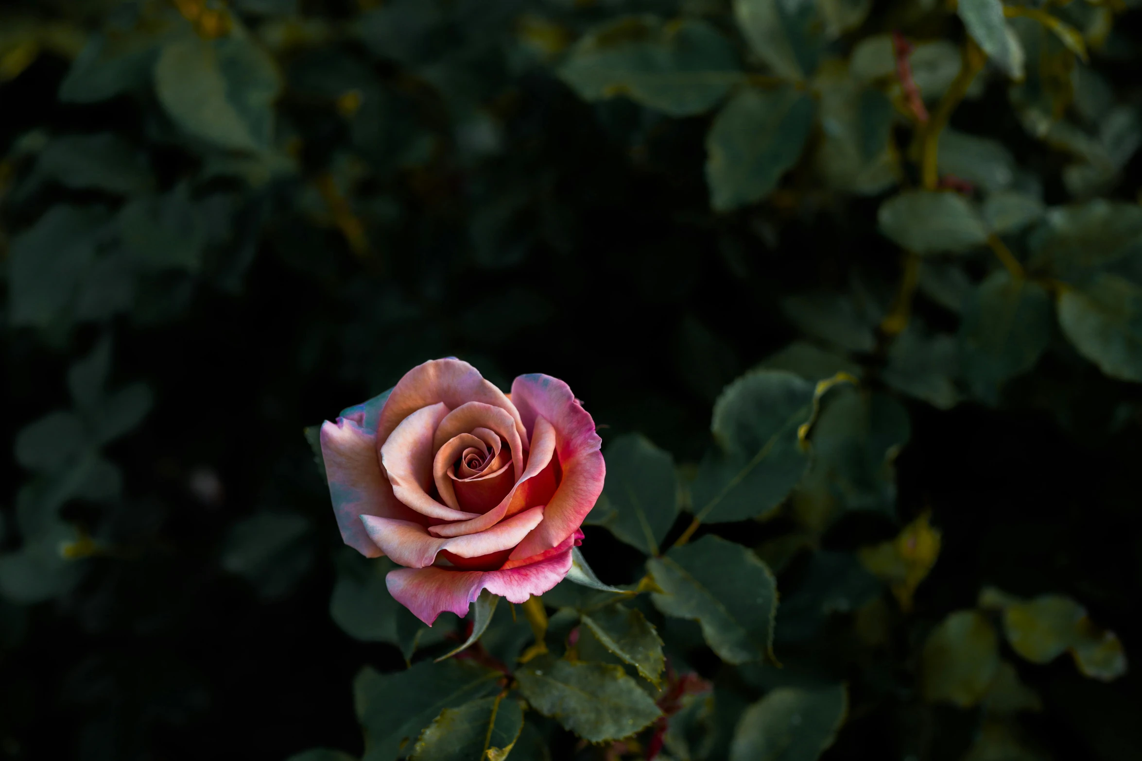 a single pink rose with green leaves in the background, an album cover, inspired by Elsa Bleda, trending on unsplash, evening at dusk, multicolored, extremely high resolution, alessio albi