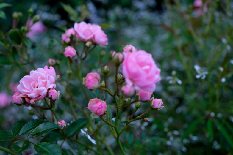 a bunch of pink roses sitting on top of a lush green field, inspired by Barbara Nasmyth, unsplash, summer morning dew, blue, taken with sony alpha 9, in a cottagecore flower garden