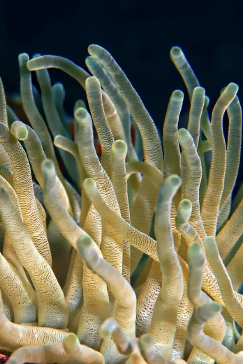 a close up of a sea anemone in an aquarium, by Gwen Barnard, renaissance, slide show, stems, rectangle, tall thin