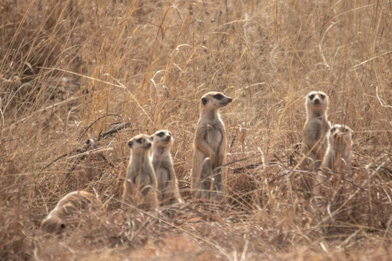 a group of meerkats are standing in the tall grass, a photo, pexels, avatar image, fan favorite, in a dried out field, blank