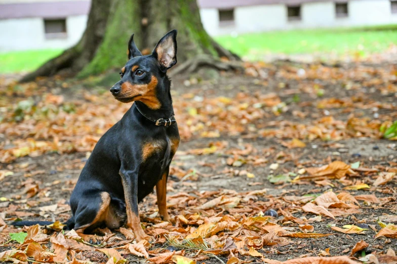 a black and brown dog sitting next to a tree, pixabay, renaissance, breed russian brown toy terrier, square, autumnal, 15081959 21121991 01012000 4k