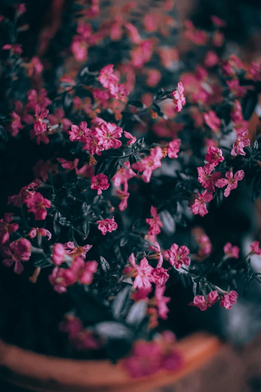 a close up of a potted plant with pink flowers, inspired by Elsa Bleda, unsplash contest winner, dark nature background, covered in flowers, slightly pixelated, crimson themed