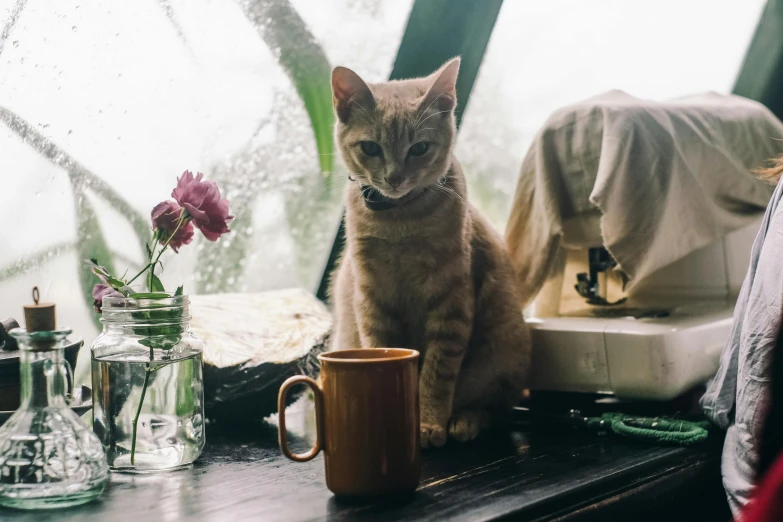 a cat sitting on a window sill next to a cup of coffee, a portrait, by Julia Pishtar, trending on unsplash, sitting on a lab table, overcast mood, small hipster coffee shop, sitting on a mocha-colored table