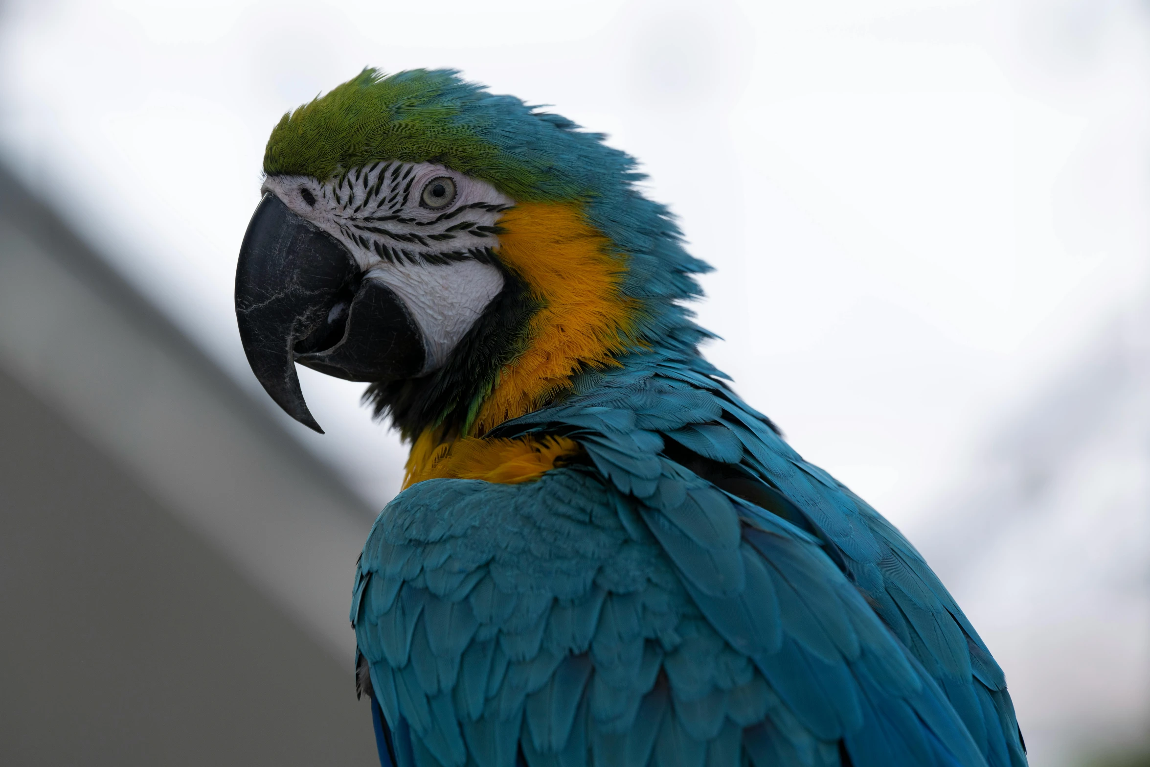 a blue and yellow parrot sitting on top of a tree branch, a portrait, pexels contest winner, 🦩🪐🐞👩🏻🦳, humanoid feathered head, on a gray background, close - up profile