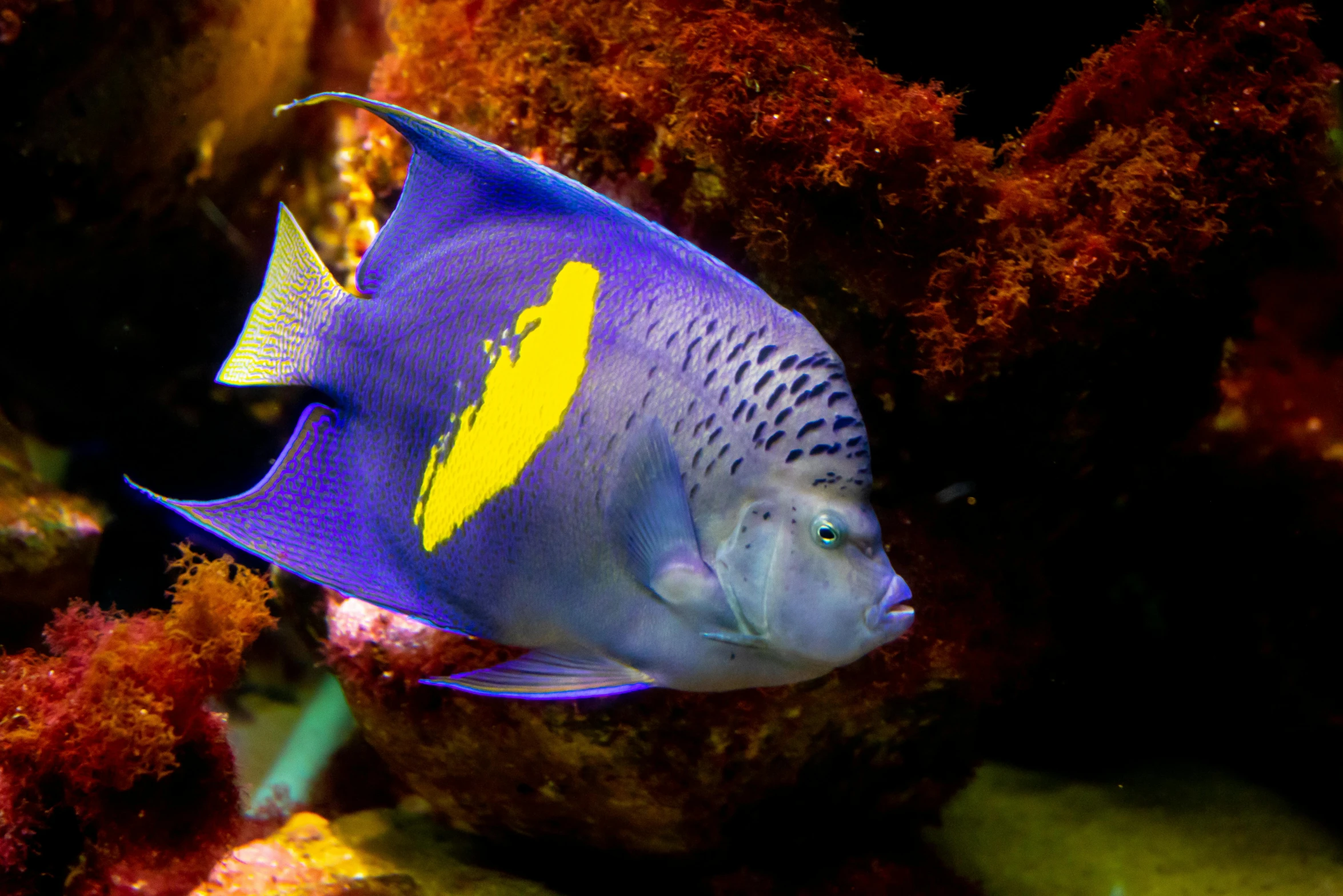 a close up of a fish in an aquarium, purple and yellow, coral reefs, in blue and yellow clothes, great barrier reef