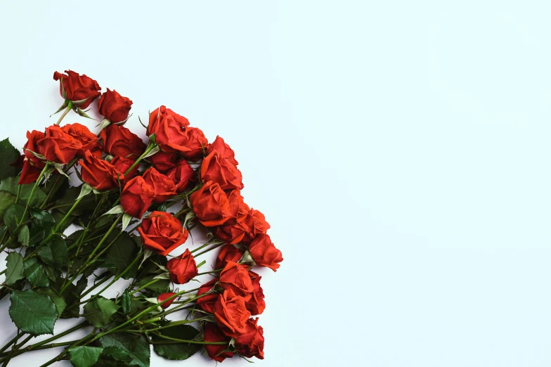 a bunch of red roses on a white surface, pexels, with a blue background, thumbnail, slide show, slightly turned to the right