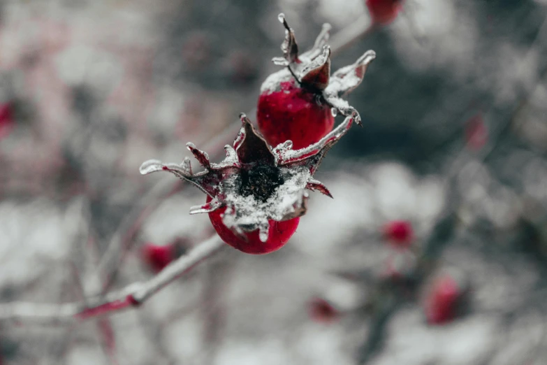 a close up of a bunch of fruit on a tree, by Adam Marczyński, trending on pexels, made of ice, red rose, seeds, magenta and gray