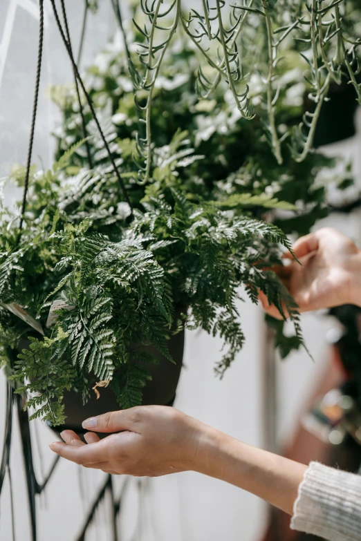 a close up of a person holding a potted plant, wreath of ferns, creating a soft, hanging, lightweight