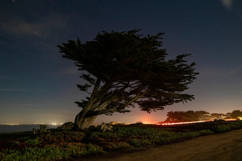 a lone tree sitting on the side of a road, by Chris Rallis, unsplash contest winner, sitting on the beach at night, california coast, profile image, wind blown trees