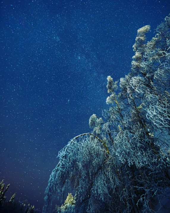 a couple of trees that are standing in the snow, an album cover, by Jesper Myrfors, unsplash contest winner, magical realism, deep blue night sky, glittering ice, willow trees, night covered in stars