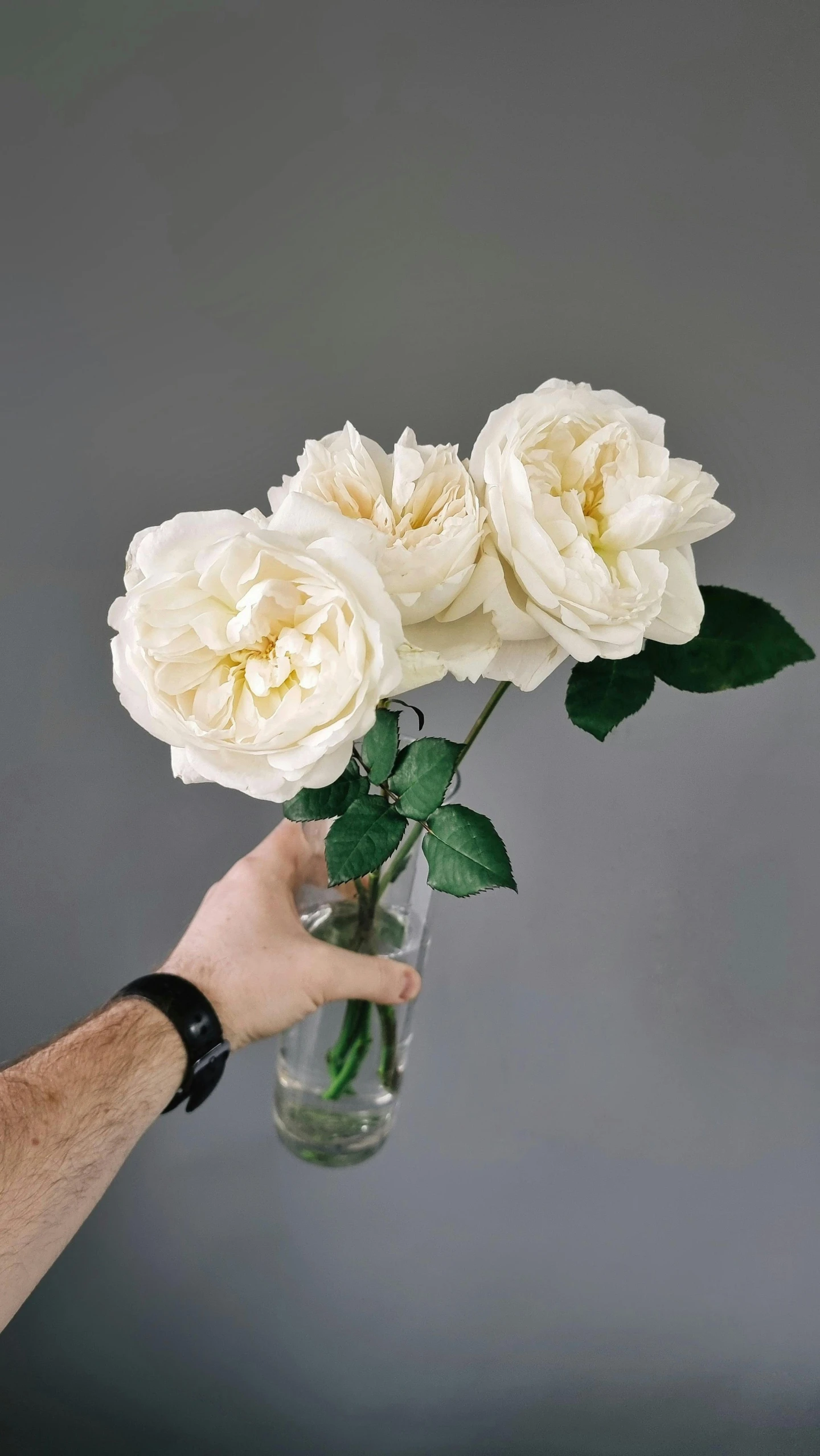 a person holding a vase with white roses in it, inspired by Annie Rose Laing, unsplash, made of lab tissue, three fourths view, 165 cm tall, cream paper
