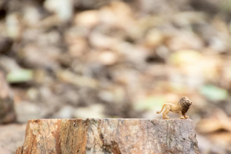 a small animal standing on top of a tree stump, a macro photograph, unsplash, manticore, mini figure, small steps leading down, catwalk