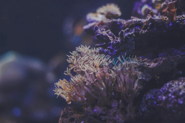 a close up of a fish in an aquarium, inspired by Elsa Bleda, unsplash, corals, background image, desaturated, instagram post