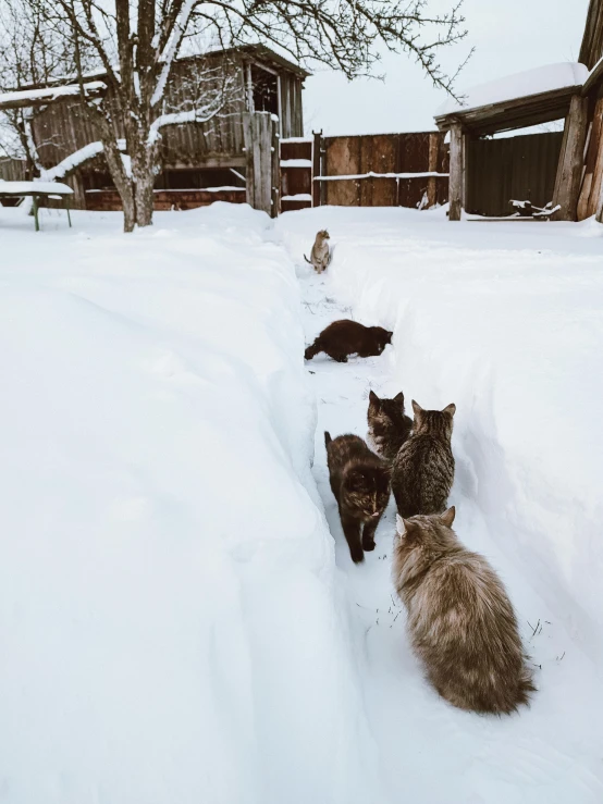 a group of cats that are standing in the snow