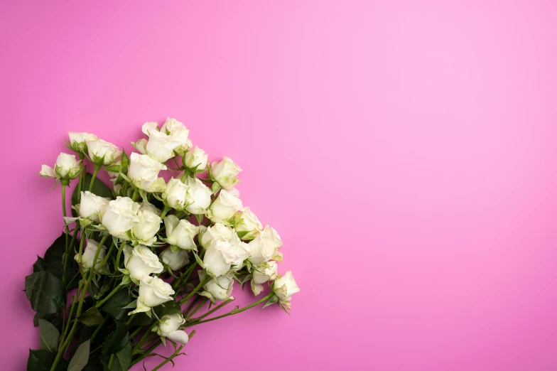 a bouquet of white roses on a pink background, unsplash, without text, ((pink)), glossy white metal, ben watts