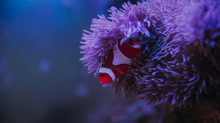 a couple of clown fish in an aquarium, a macro photograph, pexels contest winner, purple and red flowers, 🦩🪐🐞👩🏻🦳, coral, shot with sony alpha