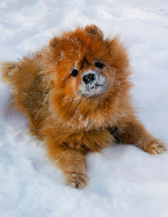 a small brown dog laying in the snow, pexels contest winner, photorealism, orange fluffy belly, stuffed animal, doing a hot majestic pose, water bear