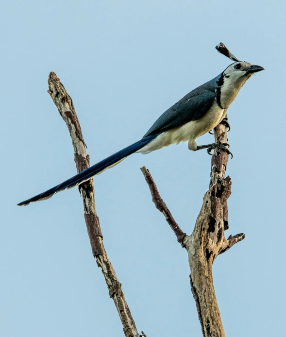 a bird sitting on top of a tree branch, pexels contest winner, arabesque, long tail with horns, madagascar, blue and grey, 1700s
