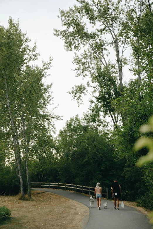 a group of people riding skateboards down a road, birch trees, wooden bridge, exterior botanical garden, paul barson